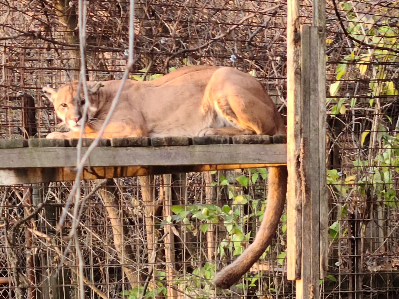 Nebraska mountain lion in Indiana